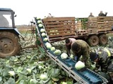 Конвейер для капусты